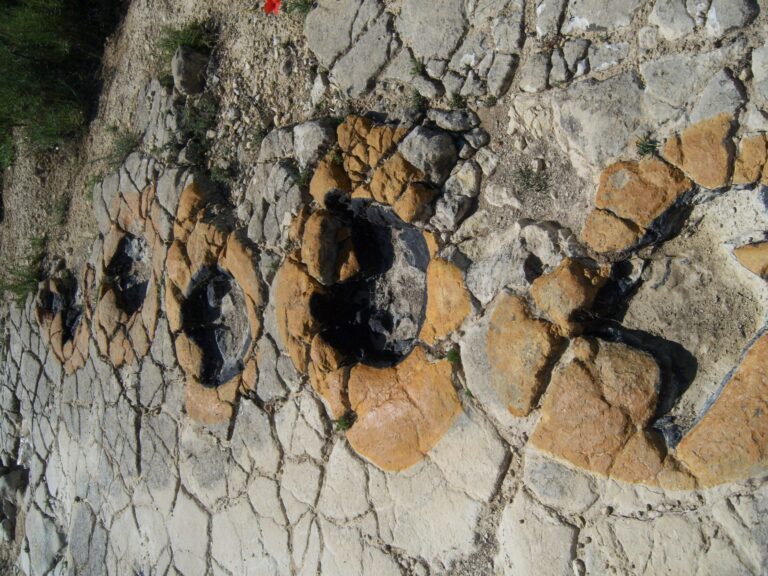 Huellas Dinosaurios